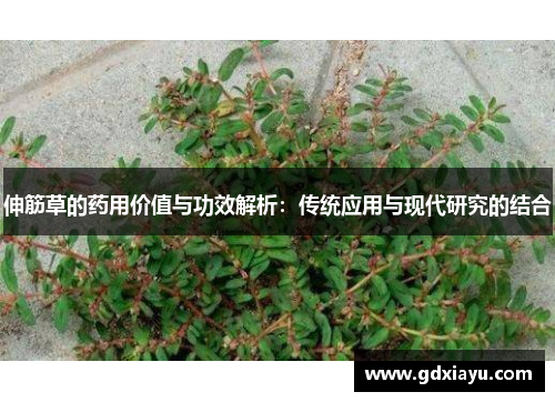 伸筋草的药用价值与功效解析：传统应用与现代研究的结合