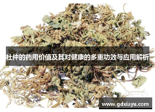 杜仲的药用价值及其对健康的多重功效与应用解析